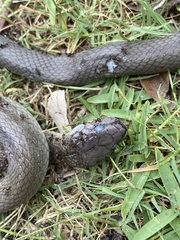 Lycodonomorphus inornatus