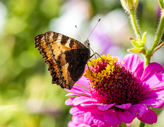 Aglais urticae