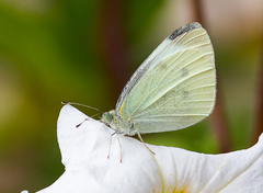 Pieris rapae