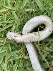 Lycodonomorphus inornatus