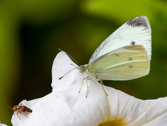 Pieris rapae