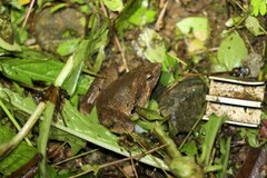 Microhyla berdmorei