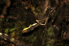 Bronchocela cristatella