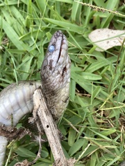 Lycodonomorphus inornatus