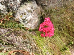 Crassula coccinea