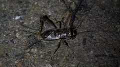 Velarifictorus aspersus