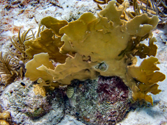 Millepora complanata