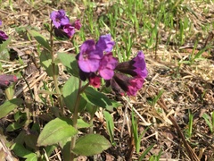 Pulmonaria obscura