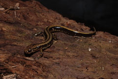 Eurycea guttolineata