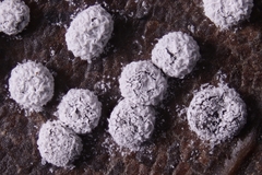 Didymium squamulosum