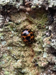 Harmonia axyridis