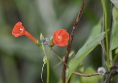 Ipomoea indivisa