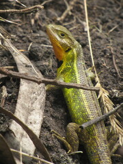 Stenocercus trachycephalus