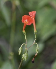Ipomoea indivisa