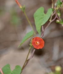 Ipomoea indivisa