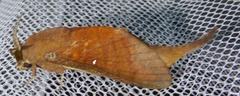 Suana concolor