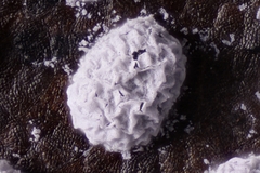 Didymium squamulosum