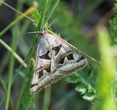 Euclidia triquetra