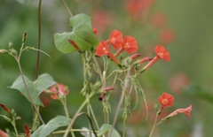 Ipomoea indivisa
