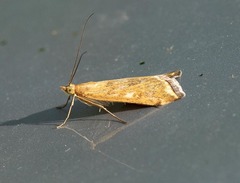 Pyraloidea