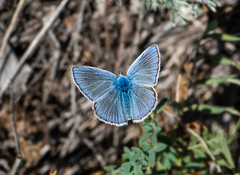 Polyommatus