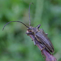 Oxymirus cursor