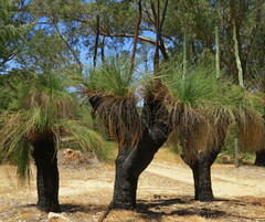 Xanthorrhoea preissii