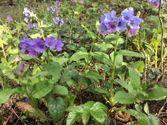 Pulmonaria obscura