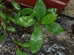 Ficus microcarpa microcarpa