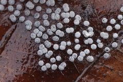 Didymium squamulosum