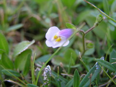 Mazus fauriei