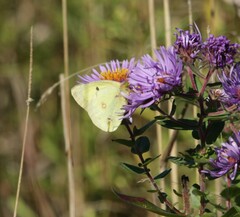 Colias philodice