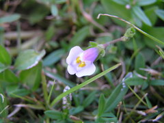 Mazus fauriei
