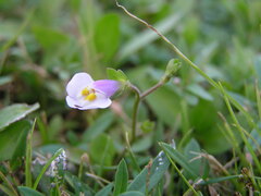 Mazus fauriei