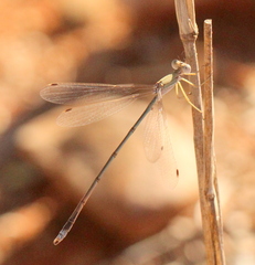 Lestes pallidus