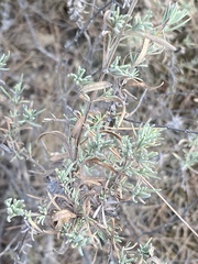 Lavandula stoechas