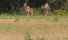 Odocoileus virginianus