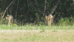 Odocoileus virginianus