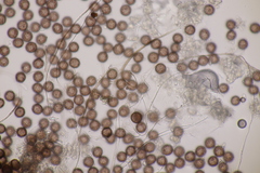 Didymium squamulosum