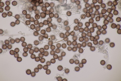 Didymium squamulosum