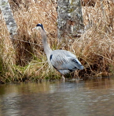 Ardea herodias
