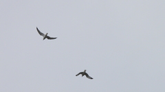 Larus delawarensis