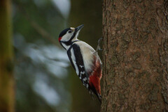 Dendrocopos major