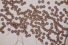 Didymium squamulosum