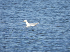 Chroicocephalus genei