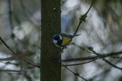 Parus major