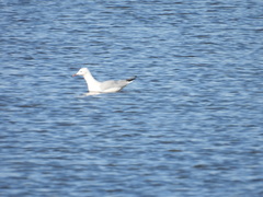 Chroicocephalus genei