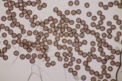 Didymium squamulosum
