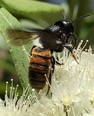Megachile ustulata