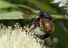 Megachile ustulata
